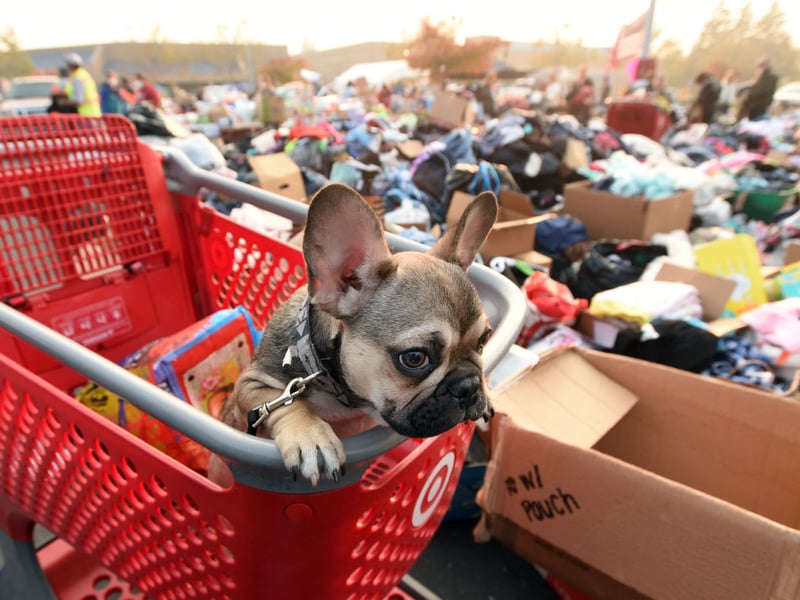 Just missing out on a top five place, Frank is the sixth most popular name for a French Bulldog. It's a name of English origin that means 'free'.