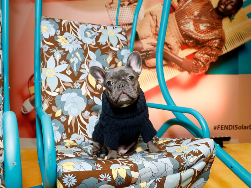 Luna wins the bronze medal for French Bulldog names. It comes from Latin and means 'moon' - Luna was the Roman goddess of the moon.
