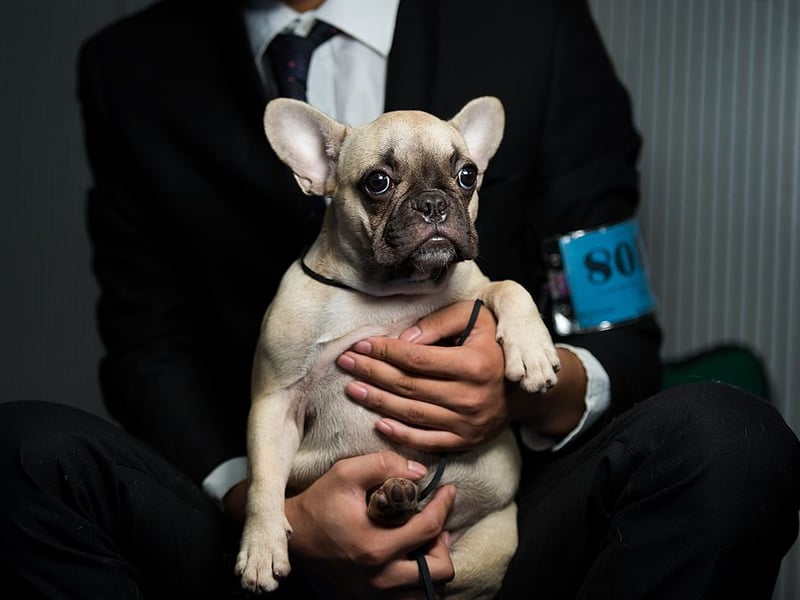 A Germanic name meaning 'soldier' or 'merciful', Milo claims eighth spot in our Frenchie name list. Milo was also the name of Stanley Ipkiss's dog in the film 'The Mask', starring Jim Carrey. 
