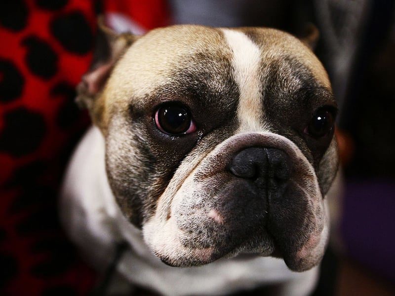 Meaning 'beautiful' in several languages - including Italian, Spanish, Greek and Portuguese' - it's no wonder Bella is such a popular name with Frenchie owners. 