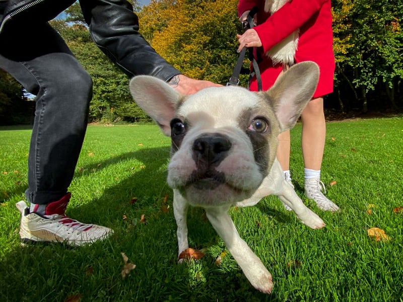 The second podium place for Frenchie names goes to Hugo. It's a name of Germanic origin that means 'mind'.
