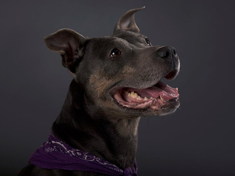 Perhaps inspired by popular children's television show 'Blue's Clues', Blue completes our top 10 of the most popular names for Staffordshire Bull Terriers.