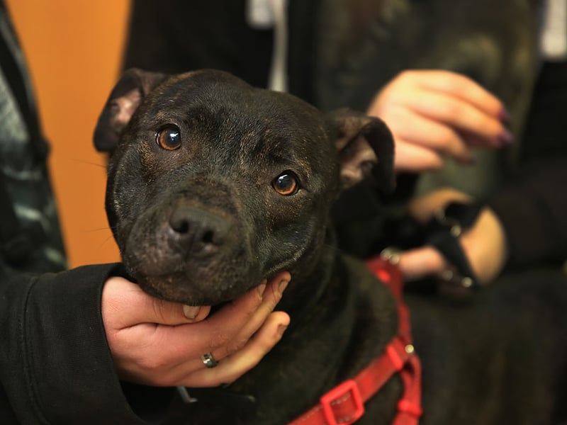 Second spot for most popular Staffy name goes to Luna. This is one of the most popular names for dogs generally and comes from the Latin for 'moon'.