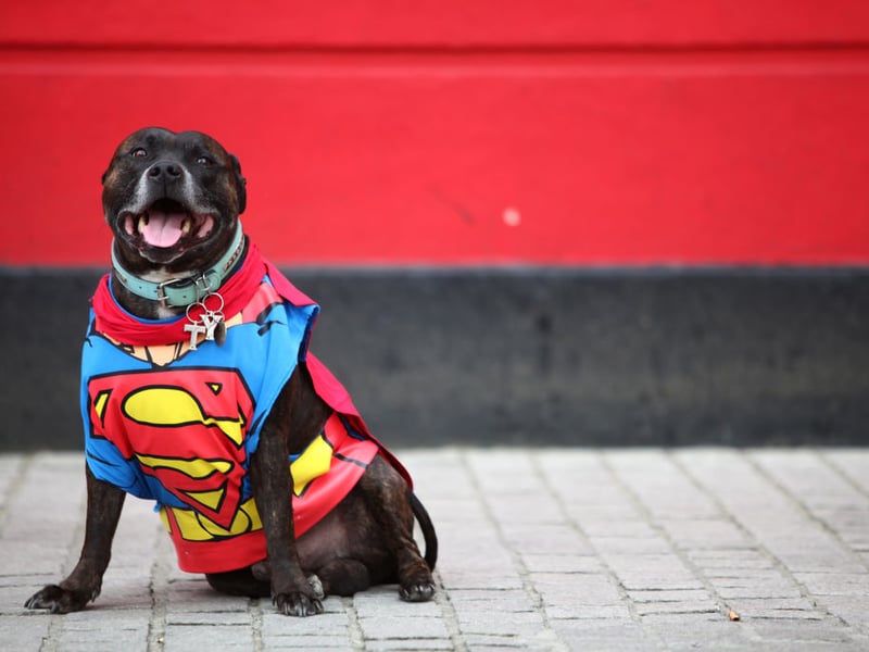 Just missing out on a place in the top five Staffy names is Reggie. It's a shortened version of the English name Reginald, meaning 'mightly counsellor'.