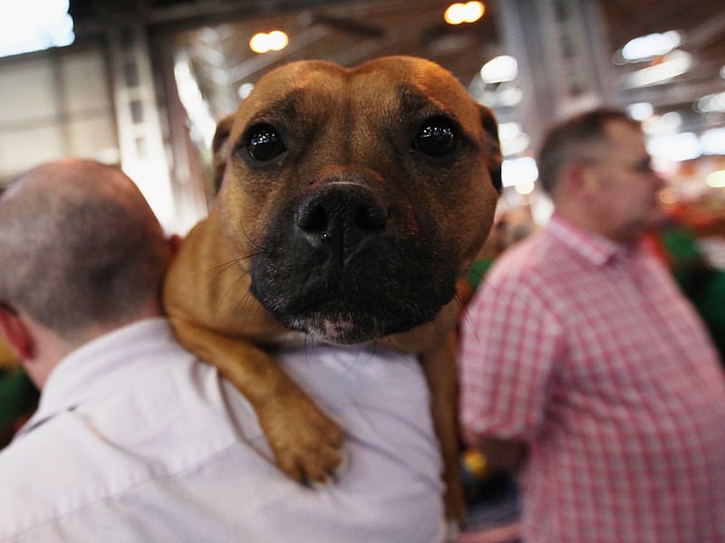 Perhaps due to the popularity of the dog-centric film 'Marley & Me', Marley takes seventh spot in our top 10 Staffy names. It's an Old English name that means 'from the lake meadow'.