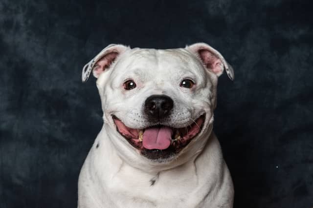 What would you call this happy fellow?
