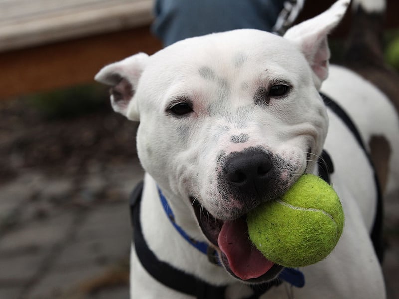 The final podium position for Staffordshire Bull Terriers goes to Lola. It's a Spanish name that's a shortened form of Dolores, meaning 'sorrow'.