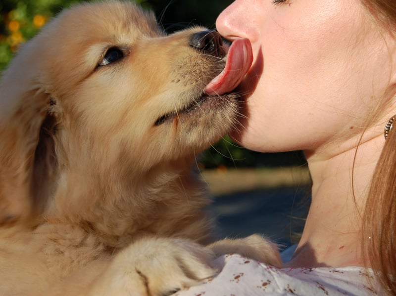 Many dogs will lick you as a sign that they love you. Licking releases endorphins and dopamine, making them feel happy and relaxed. However, if they do it obsessively, it could be a sign they are in pain. Licking isn’t always a sign of love and could be a sign of anxiety. Watch the dog’s other body language to tell the difference. They are anxiously licking if their ears are back, they’re showing whale eye, and they are tense.