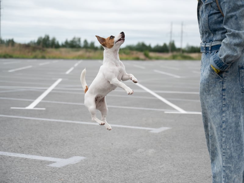 Jumping is a natural way for dogs to greet people they love. It allows them to get closer to your face, which is their way of connecting. While it’s an affectionate gesture, jumping can be unsafe, especially with large dogs or small children. Training your dog to greet calmly ensures their affection is expressed appropriately.