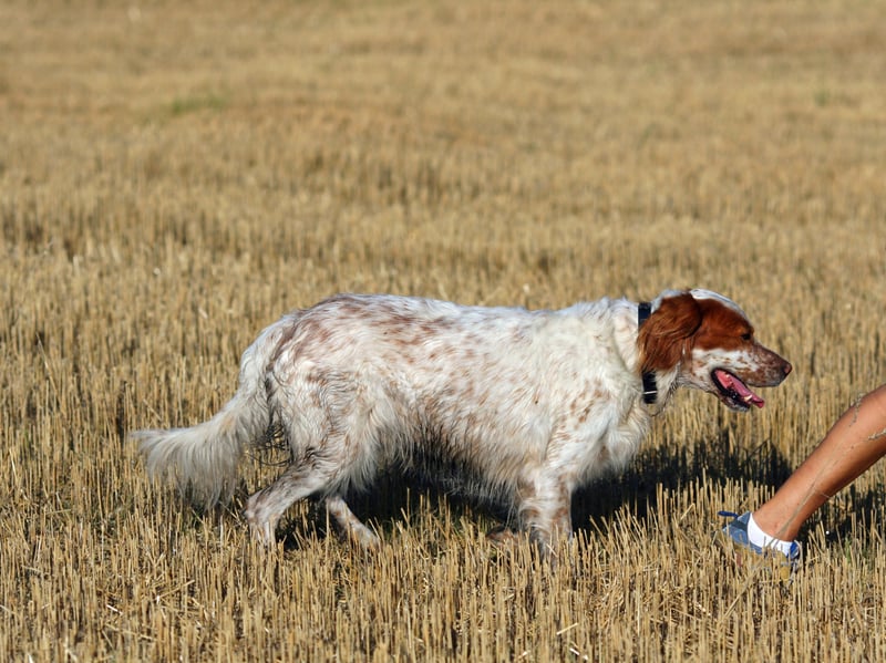 A dog that loves you will want to be near you, often following you from room to room. This behaviour, sometimes called ‘Velcro dog syndrome’, is especially common in breeds with strong loyalty traits. It’s their way of saying “You’re my person, and I want to be where you are."
