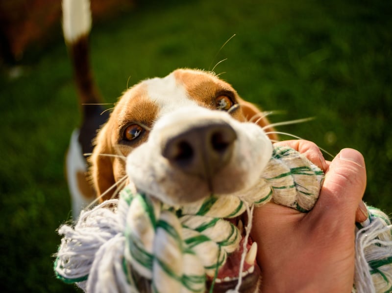 When dogs bring you their toys, they’re not just inviting you to play; they’re also sharing something valuable to them. This behaviour is a sign of trust and affection, particularly in breeds like Labradors or Golden Retrievers. Celebrate this gesture by engaging in play or praising them for their generosity.