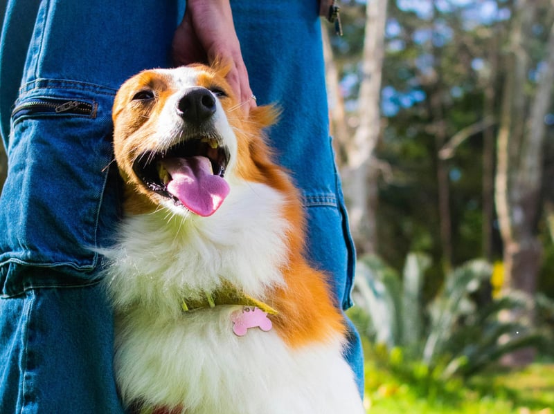 When dogs lean into you, they’re looking for closeness and security. This behaviour often occurs when they’re seeking reassurance or simply enjoying the physical connection. A dog sitting on your feet might also be a sign of affection and a subtle way of ‘claiming’ you as theirs.