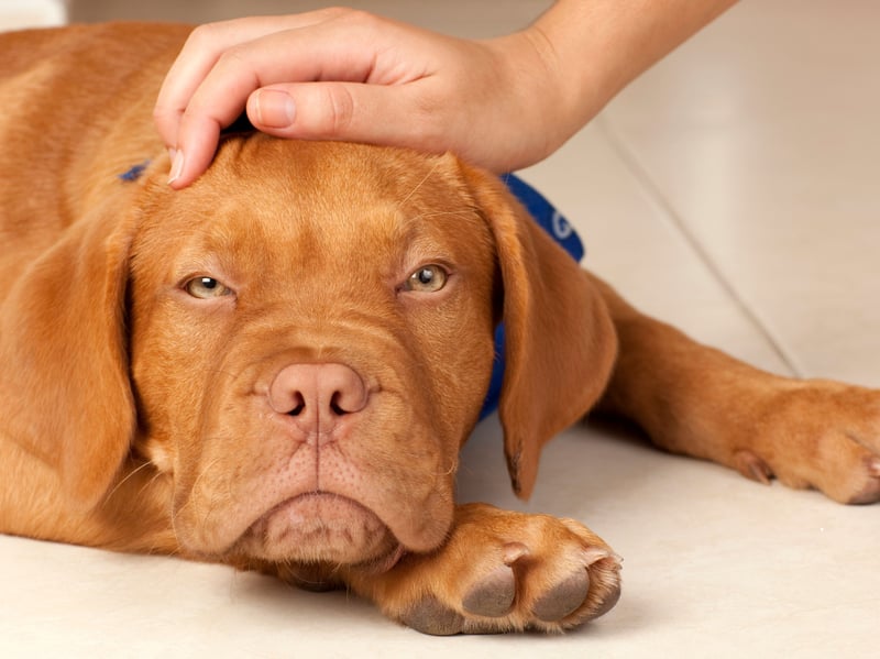 Dogs that adore you will often seek physical affection as a way to bond and feel closer to you. Petting stimulates the release of oxytocin, the ‘love hormone’, in both you and your dog, reinforcing your bond. Pay attention to where your dog enjoys being stroked—some prefer behind the ears, others love a gentle chest rub. Tail wags, soft eyes, and relaxed body language are signs they’re enjoying the interaction.