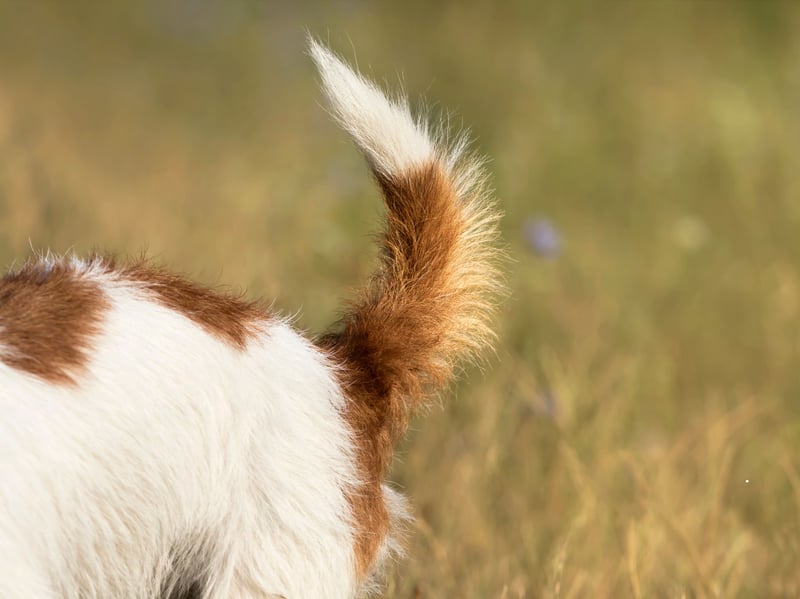 Probably the best-known doggy love language is the wagging tail - which is often combined with the other types of behaviour in this list. Put simply, if a dog wags their tail when they see you, you can pretty much guarantee they are happy and excited to see you.
