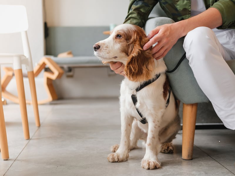 Dogs are social creatures, and being close to you—even without direct contact—shows their trust and affection. For some dogs, sitting on your lap is their ultimate display of love, while others may prefer to lie nearby. Watch for their choice of proximity, as this often reflects their comfort level and love for you. 
