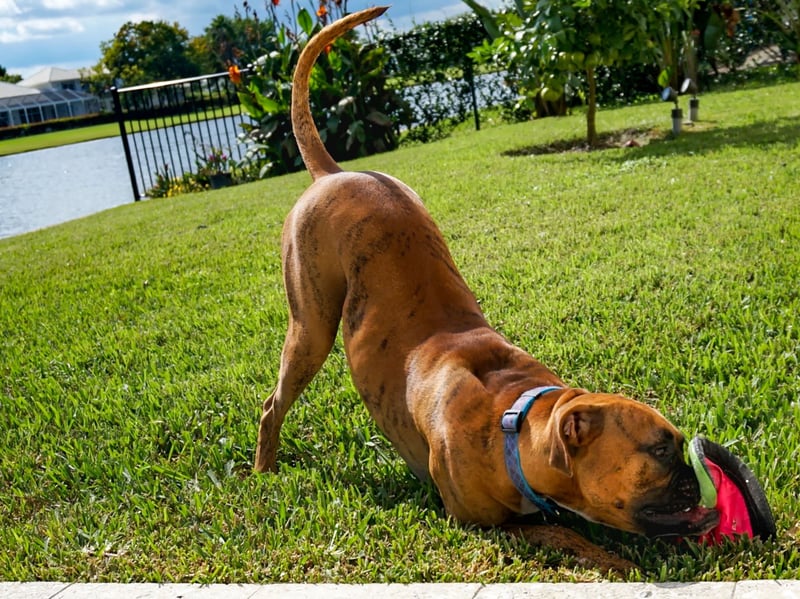 The ‘play bow’—lowered front end, raised hindquarters, wagging tail—is a universal invitation to have fun. When a dog does this, they’re expressing excitement and joy in your presence. Responding with play strengthens your bond and keeps your dog mentally and physically stimulated.