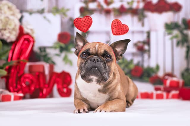 Dogs have plenty of ways of letting their owners know that they love them.