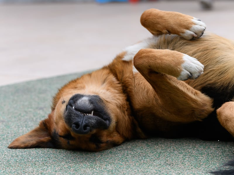 Dogs that roll onto their backs and expose their bellies are showing a high level of trust and affection. A wagging tail and relaxed posture typically mean they’re asking for a belly rub as a sign of love. However, if their ears are pinned back, tail tucked, or body tense, they may be showing submission or anxiety rather than seeking affection. Always read the entire body language for context.
