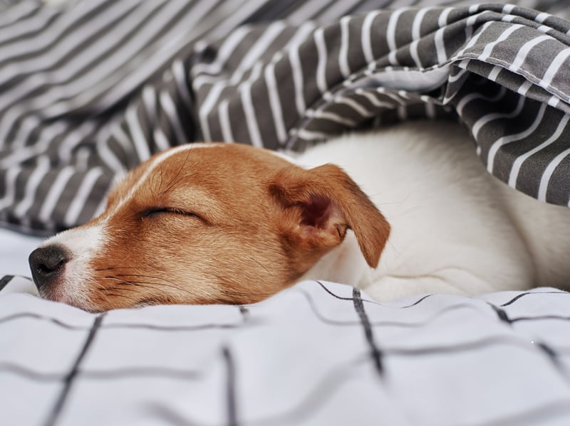 Dogs are most vulnerable when sleeping, so choosing to rest near you shows they feel completely safe and comfortable. Some dogs may snuggle on your lap, while others prefer sleeping just outside your reach. Either way, this behaviour is a testament to their love and trust.