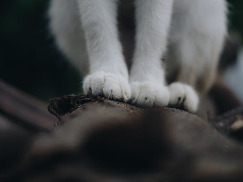 Often referred to as making bread or biscuits, kneading is a sign that you make your cat feel safe. The happier your cat is, the firmer they knead so having a soft blanket between your skin and their claws to protect yourself can be a good idea if your cat is particularly loving.  Experts have theorised that the action, performed by kittens to help stimulate milk flow from their mothers, is continued into adulthood as it reminds them of feeling safe and warm. 
