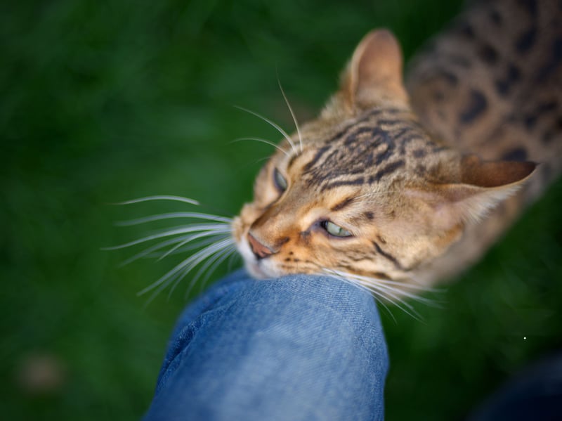 One of the most common signs of feline affection is to rub their face and chin against your legs. It also allows them to mark you with their personal scent generated from special glands.