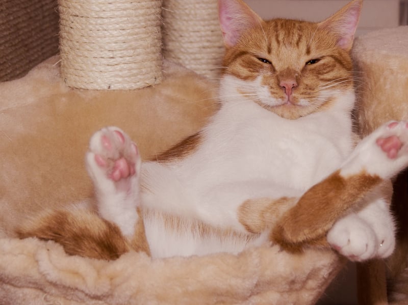 Cats are both predators and prey, so when a cat rolls onto their back to expose their belly, they’re putting themselves in a vulnerable position. This gesture is a sign of trust—they’re letting you know they feel safe and comfortable with you. This is a very common sign as Tesco Insurance’s research found that more than two-fifths (42%) of cat owners say their furry friend shows them their belly. However, while it may be tempting, most cats don't enjoy having their belly rubbed, and they often misinterpret it as threatening. Unless you’re sure your cat is one of the rare ones that enjoys it, avoid stroking their belly, as it could be seen as a betrayal of trust.