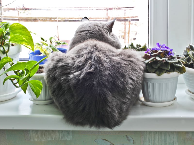 Similar to when they show us their bellies, presenting their bottom is another way cats display vulnerability. Cats that love and trust us will often bring their backside close to our face. Though it’s not the most enjoyable sign of endearment, your cat is essentially saying, “I trust you, let’s be friends.” 