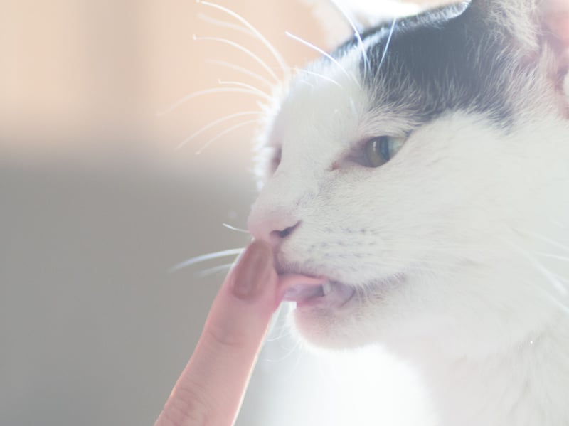 Although their tongues feel a bit peculiar, your cat grooming you is a clear sign that they consider you family. Cats are self-sufficient in terms of grooming, however bonded groups of cats will groom one another, which is known as ‘allogrooming’. This is a way for them to bond, swap scents and unify the group. 
