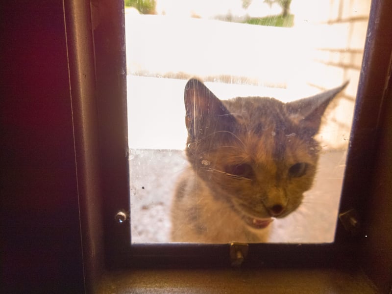 When your cat comes to welcome you home, it shows recognition and attachment. This behavior reflects excitement and affection, similar to how they would greet a trusted companion in their group.