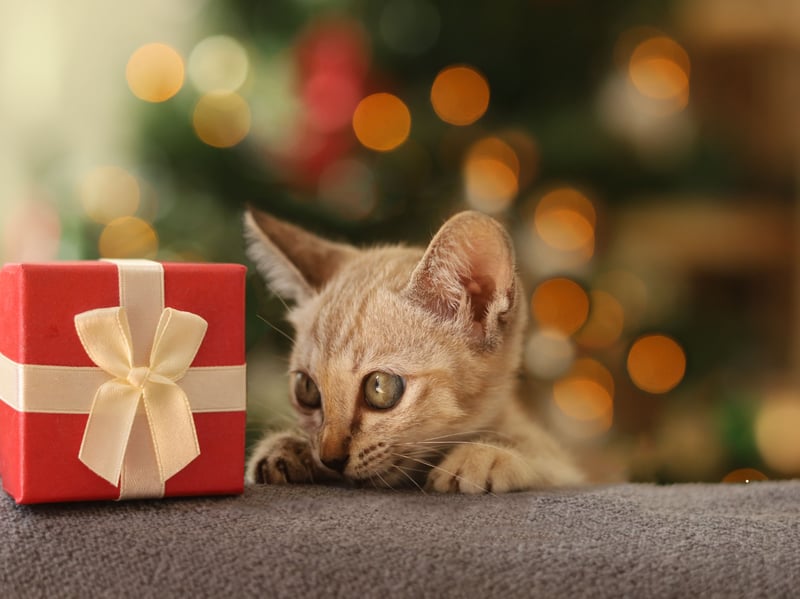 Cats are instinctively hunters; even those that live indoors will hunt their toys to satisfy these natural urges. As solitary survivalists, cats typically don’t share their catch with others (except for nursing queens). So, when your cat offers you their prey, it’s a clear sign of affection, as a quarter (24%) of cat owners have found out. They’re not only showing love but also, in a way, implying that they think you might be a bit helpless and need their help.