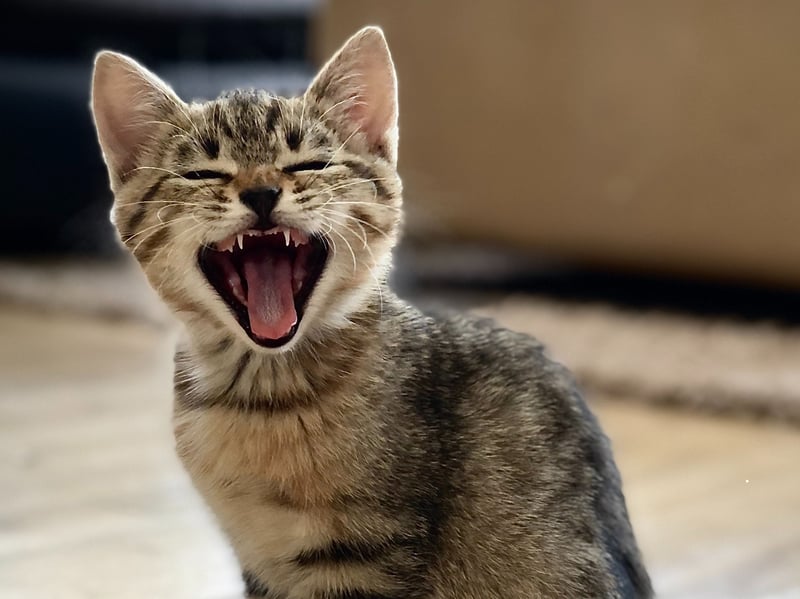 Cats only meow in a friendly manner to humans and kittens, rather than their feline counterparts who rely more on body language and scent to communicate.   A higher pitched ‘thrill’ or ‘chirrup’ is synonymous with a friendly greeting. These noises are also used by mothers communicating with kittens. The purr is another noise that can indicate happiness, but it is important to note that cats will also purr when they are in pain or stressed, as a way to self-soothe. 