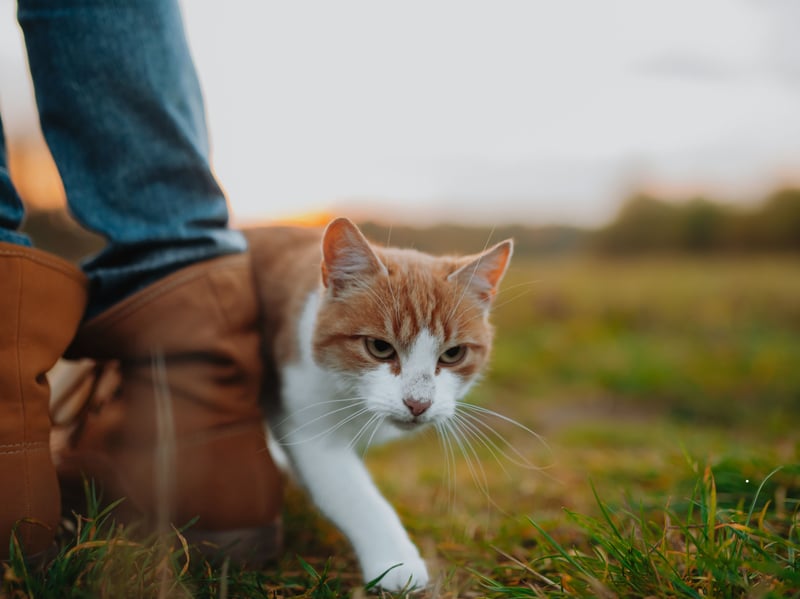 If your cat trails you from room to room, it shows they enjoy your company. This behavior reflects attachment, curiosity, and a desire to stay close to someone they feel bonded with.