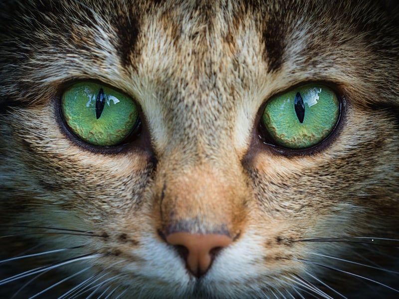 Cats often communicate with their facial expressions and eyes. If they feel they need to be on high alert, their eyes will be wide and focused. A cat with partially open, relaxed eyes is showing you that they feel content and safe in your presence. If your cat slowly blinks at you, it is an ultimate sign of trust and affection. Next time you see your cat looking your way with relaxed eyes, try slowly blinking at them and see how they respond! 