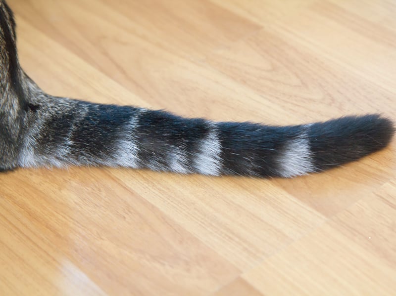 Cats use their tail positions to communicate their mood. A happy cat that is greeting you as a member of their family will hold their tail high and sometimes curved in a question mark pose. This is their way of saying “Hi, I’m friendly and happy.”