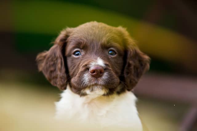 What would you call this adorable pup.