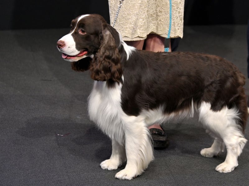 Completing our top ten most popular puppy names for adorable Springer Spaniels is Barney. It comes from the Slavic name Barnim, meaning 'defender'.