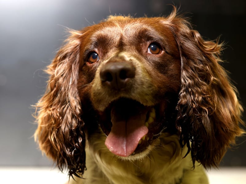 Alfie just misses out on the top five most popular Springer Spaniel names. It's short for the Old English name Alfred, meaning 'wise'.