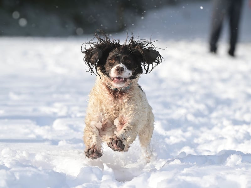 Another floral name comes in at ninth for Springer owners. Poppy simply means 'red'.
