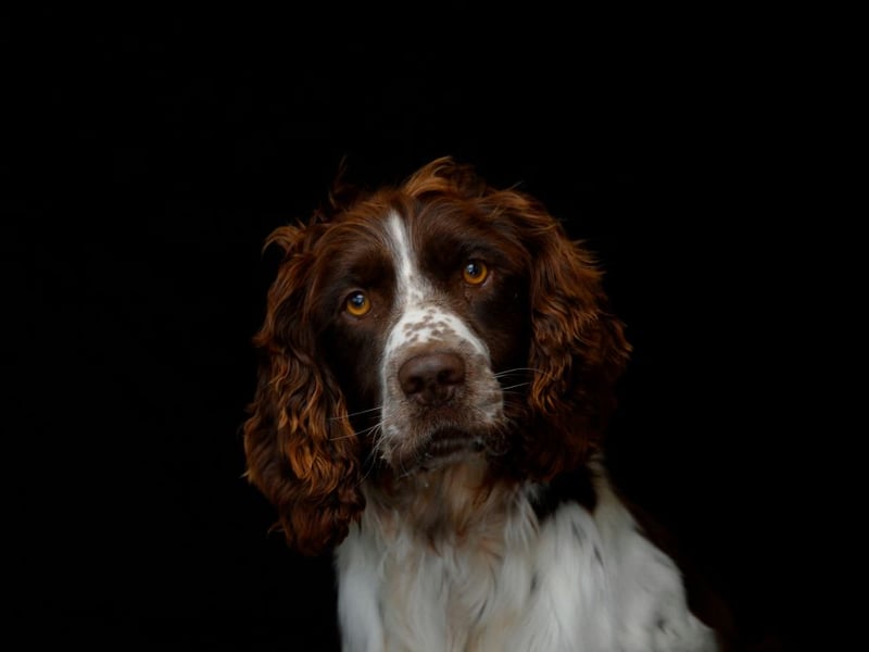 The most popular dog name in the world across all breeds is also one of the top choices for Springer Spaniels. Luna is a Latin name meaning 'moon'.