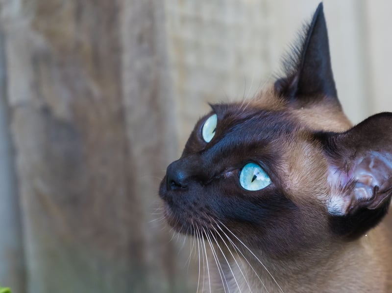 Tonkinese cats combine intelligence with a strong desire for human interaction. They generally enjoy learning games and tricks, and their sociable personalities make reward-based training especially effective and enjoyable.