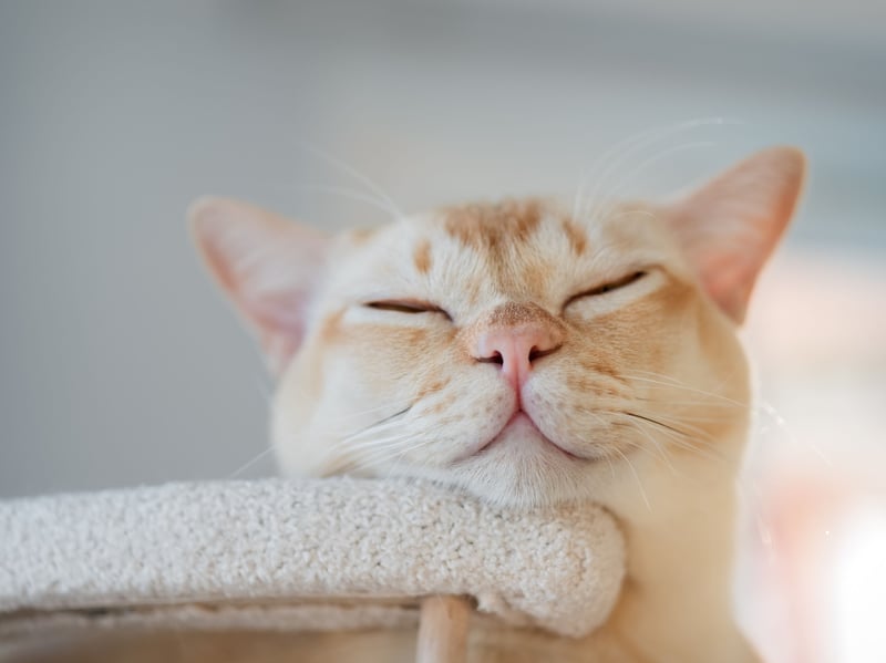 Burmese cats are hugely people-oriented so anything that makes their owner happy tends to make them happy too - including following commands. Their sociable nature means the'll positively relish training sessions.