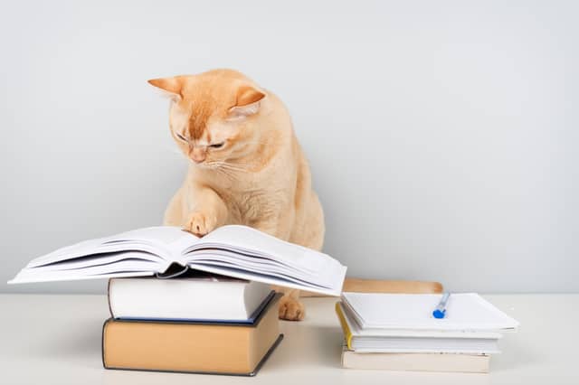 A Burmese cat reads up on the latest commands its owner wants it to learn.