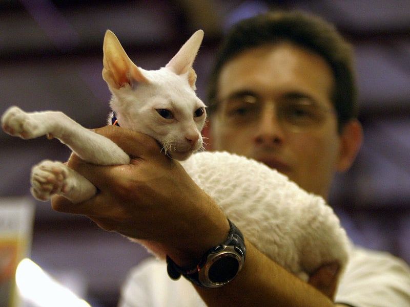 Cornish Rex cats are playful, intelligent, and energetic, often enjoying interactive challenges. Their enthusiasm for games makes clicker training, tricks, and harness work particularly engaging when sessions remain fun.