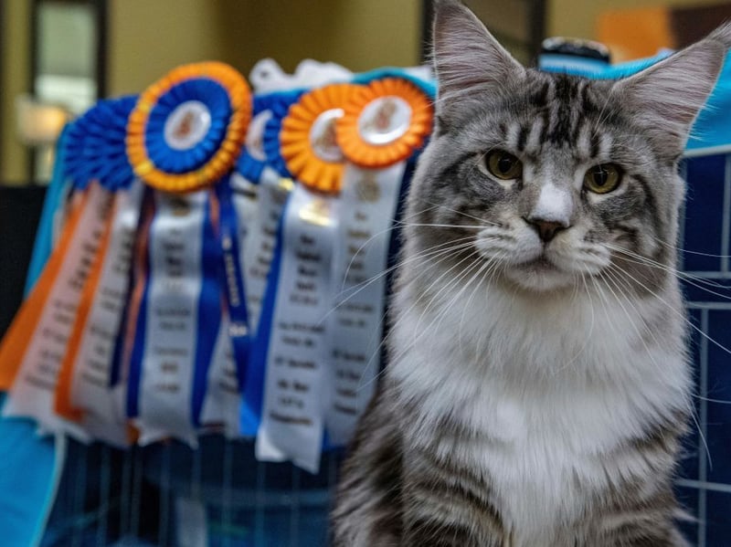 Another cat that can be trained to walk on a harness, Maine Coons are intelligent, sociable, and generally cooperative when it comes to getting them to obey commands. Their calm temperament makes them receptive to training, while their strong food motivation can encourage them to learn new tricks.