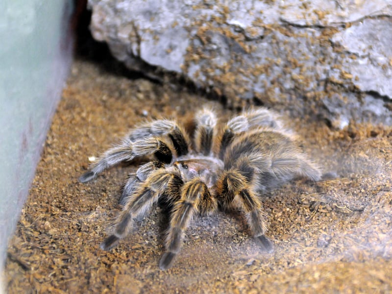 South Tyneside people had the chance to name the latest attraction at South Shields Museum in 2012.
This tarantula was the latest resident in Creature Corner and was set to become a new neighbour for Mick The Python.