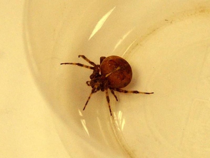 And this is the mystery creature that Simon found in South Tyneside 21 years ago.