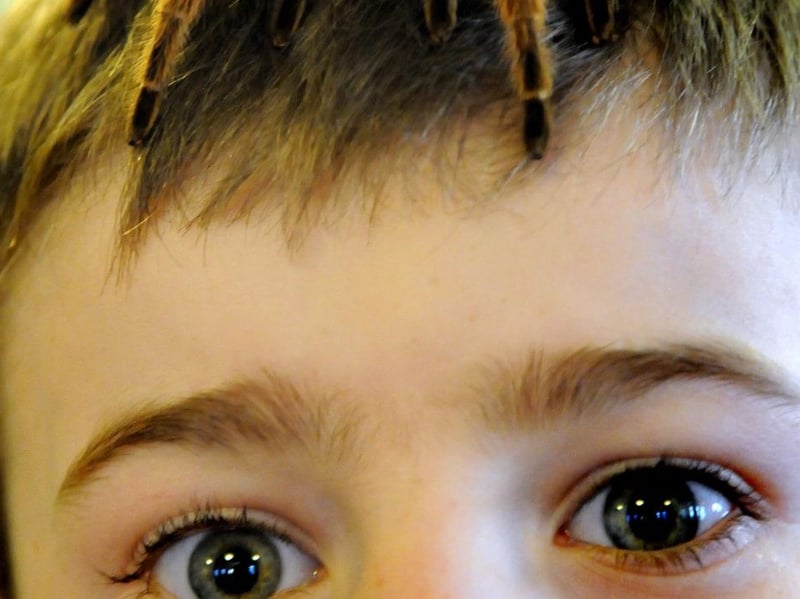 Simonside Primary School pupil Callum Raw got up close with a tarantula on his head during a creepy crawly visit to the school in 2015.