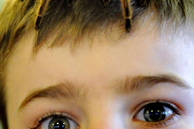 Simonside Primary School pupil Callum Raw got up close with a tarantula on his head during a creepy crawly visit to the school in 2015.