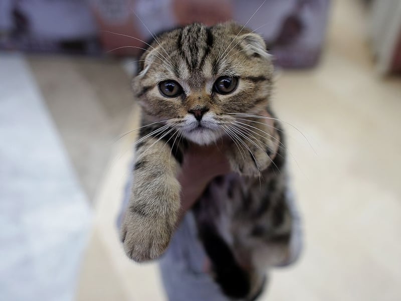 Regular short training session are the best way to train an adorable Scottish Fold cat - they'll want to do it for you, their beloved owner, but using some treats as positive-reinforcement is a good idea too.