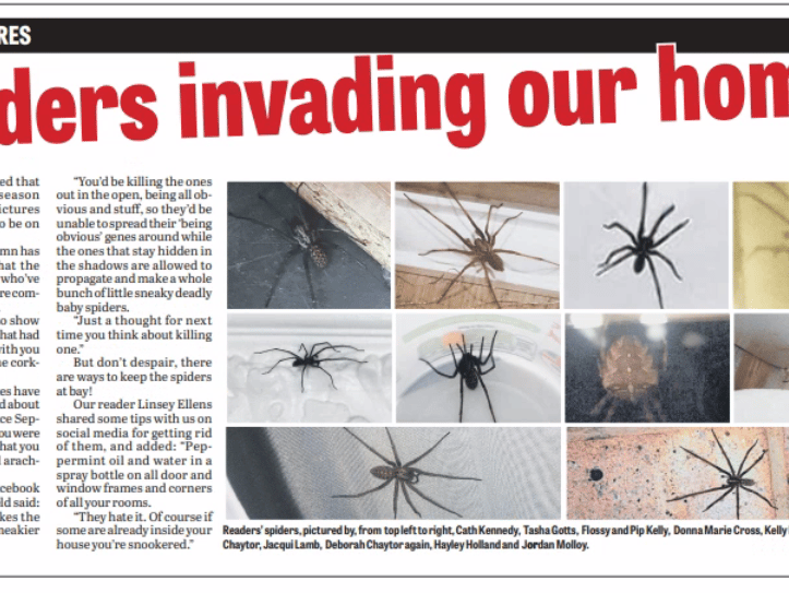 Shields Gazette readers shared their spider pictures with us when homes were invaded during mating season in 2010.